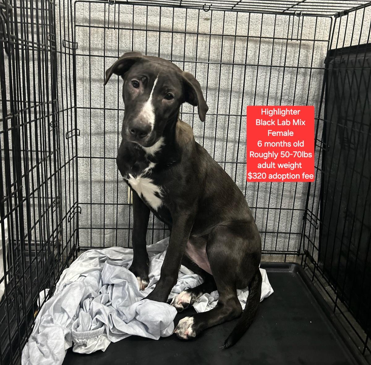 Highlighter, ADOPTABLE, Young Female Black Labrador Retriever.