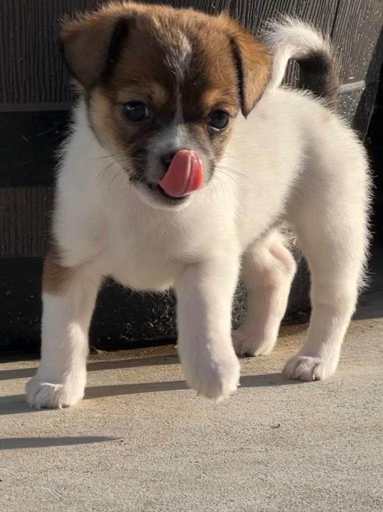 Trixie, Adoptable, Puppy Female Terrier & Chihuahua.