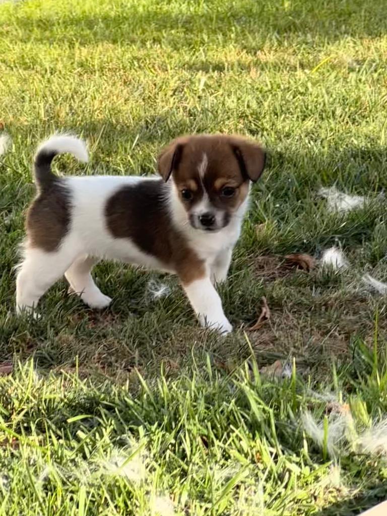 Trixie, Adoptable, Puppy Female Terrier & Chihuahua.