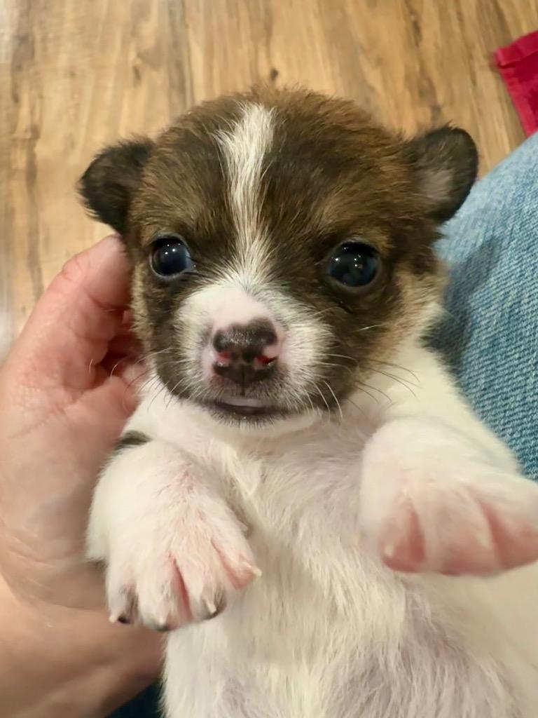 Enlarge Trixie, a Adoptable mixed breed in Manhattan Beach, CA image 4/5