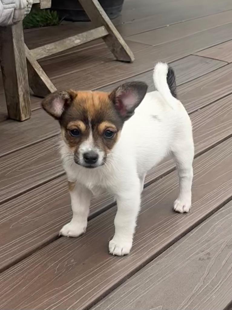 Trixie, a Adoptable mixed breed in Manhattan Beach, CA image 2/6