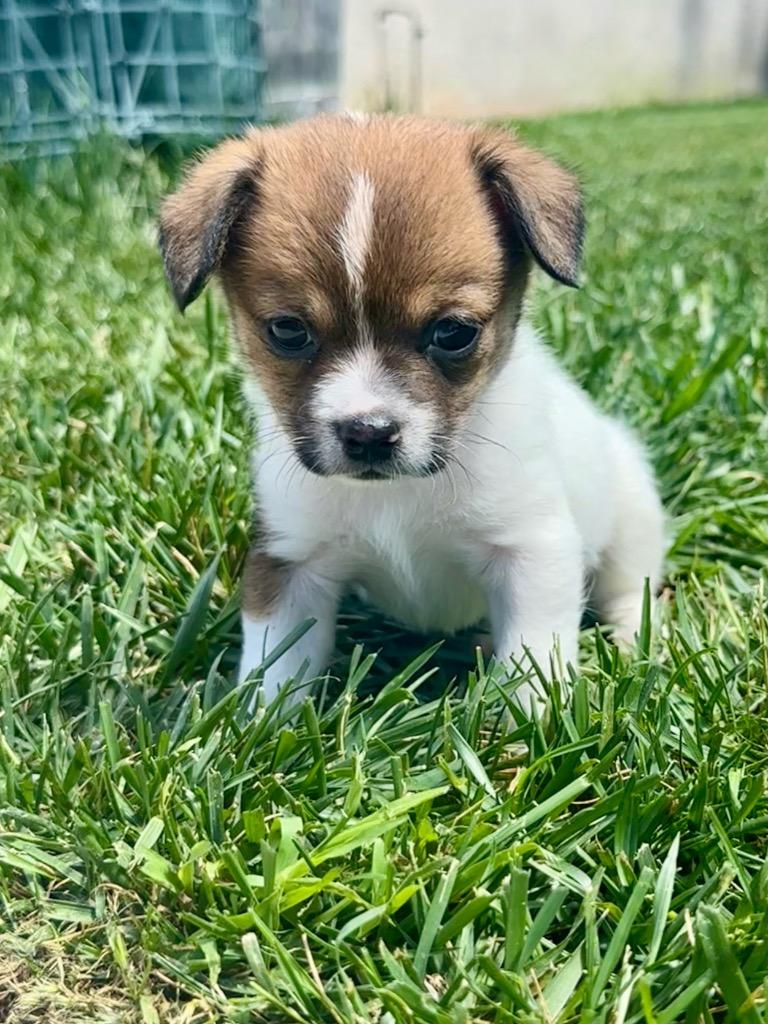 Enlarge Trixie, a Adoptable mixed breed in Manhattan Beach, CA image 5/5