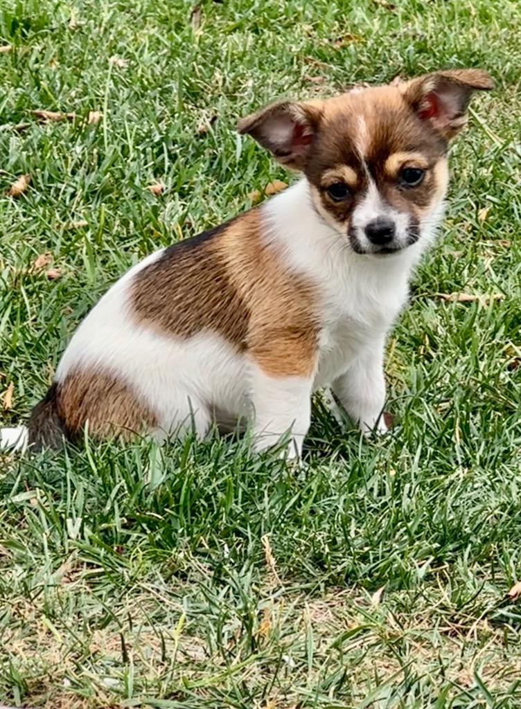 Trixie, a Adoptable mixed breed in Manhattan Beach, CA image 6/6