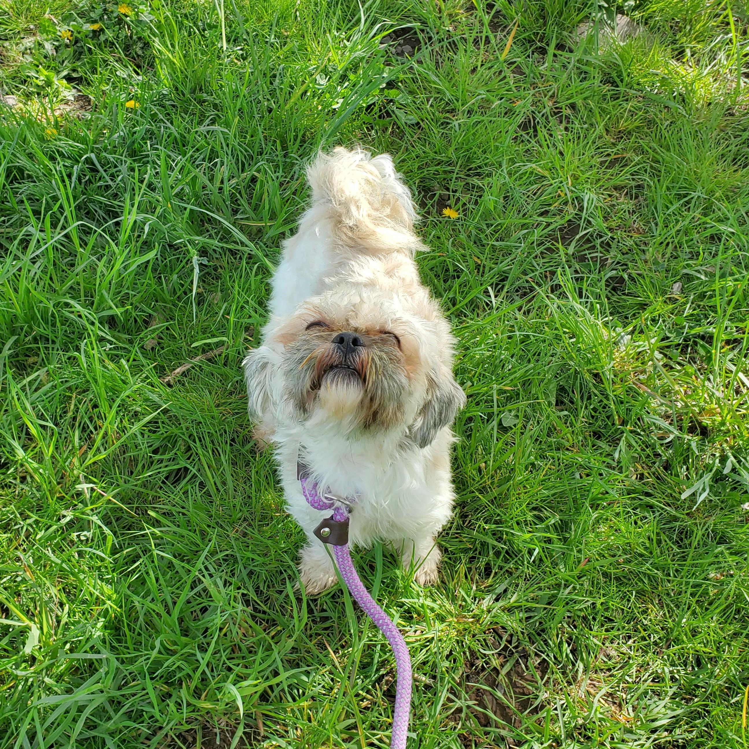 Marshmellow, adopted, Adult Female Shih Tzu.