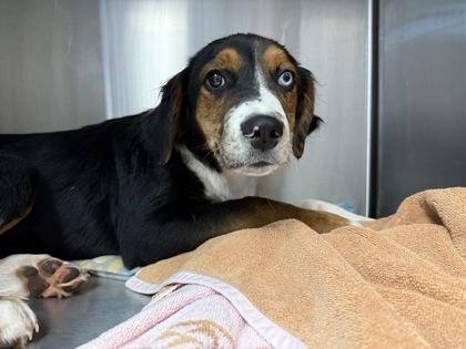 Enlarge Ben, an adopted mixed breed in Inverness, FL image 1/1