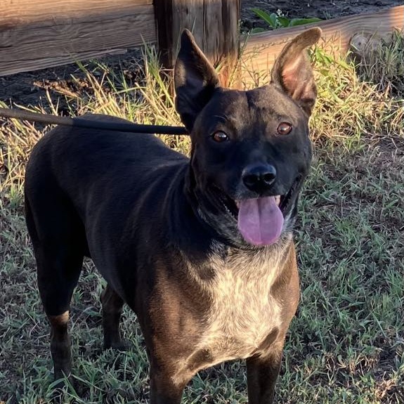 Dog for adoption Diva & Rerun (Bonded Pair), an Australian Cattle Dog