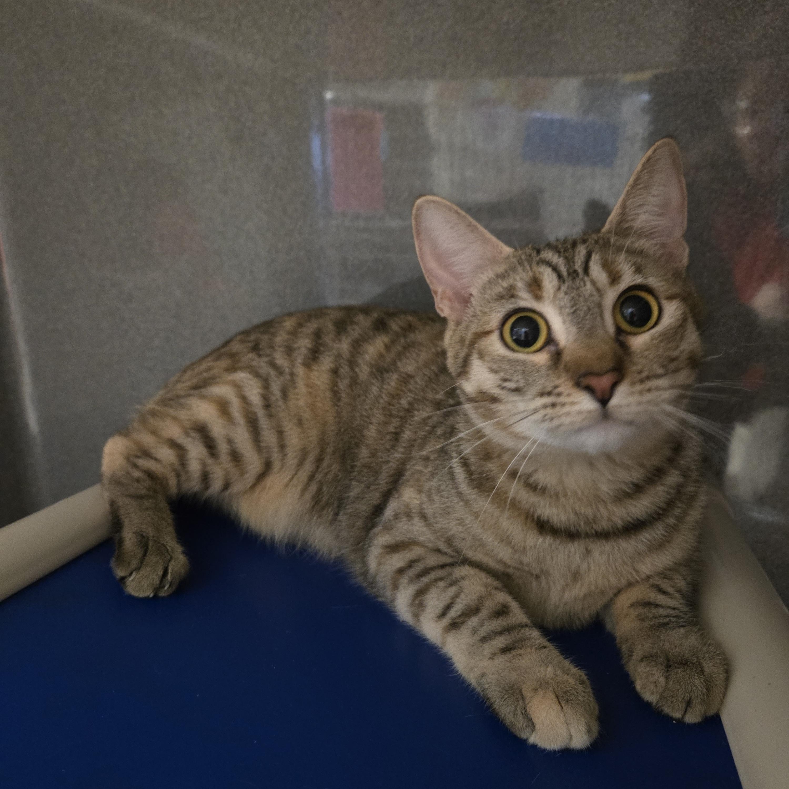 Hollie, an adoptable Domestic Short Hair in Paris, ME, 04271 | Photo Image 1