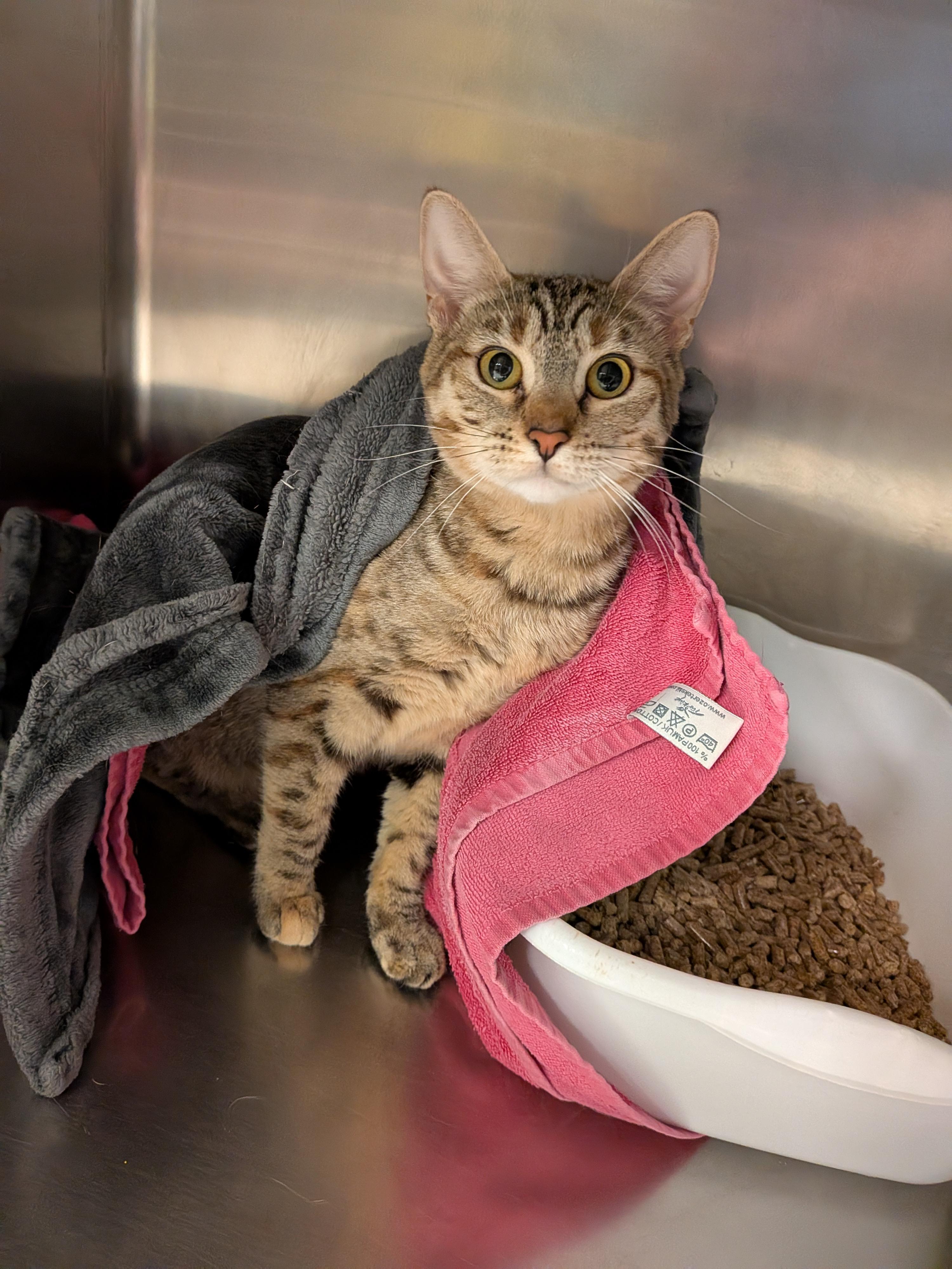 Hollie, an adoptable Domestic Short Hair in Paris, ME, 04271 | Photo Image 3