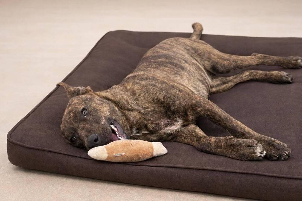 Enlarge Bree, a Adoptable mixed breed in Saugus, MA image 1/5