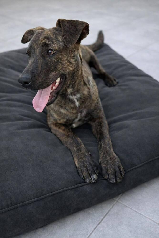 Enlarge Bree, a Adoptable mixed breed in Saugus, MA image 3/5