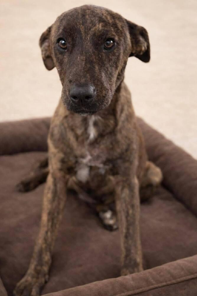 Enlarge Bree, a Adoptable mixed breed in Saugus, MA image 4/5