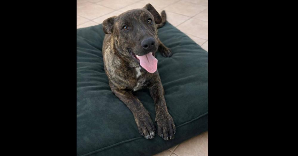 Enlarge Bree, a Adoptable mixed breed in Saugus, MA image 5/5