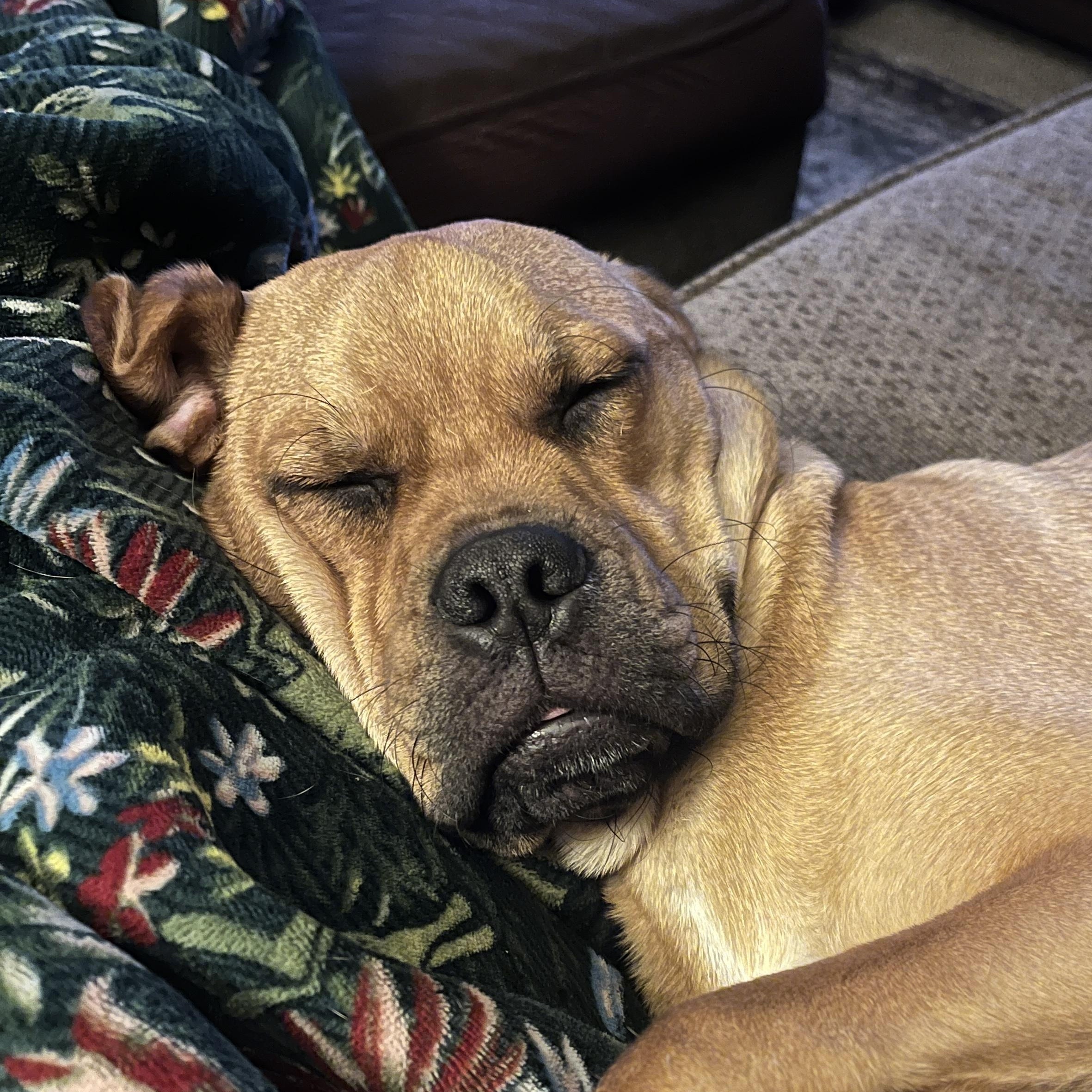 Kit-Kat, ADOPTABLE, Young Male Pug & Treeing Walker Coonhound.