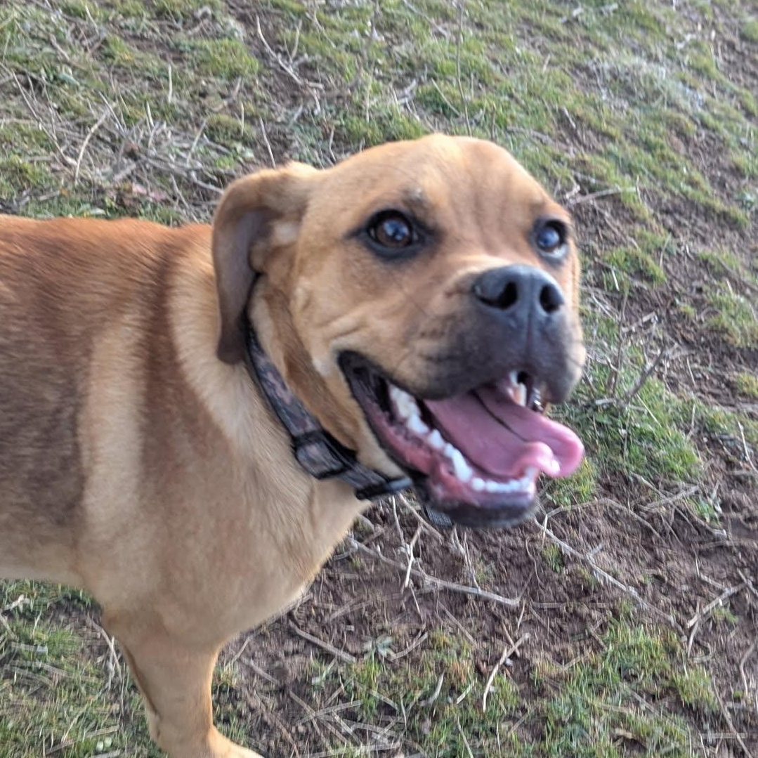 Kit-Kat, a ADOPTABLE mixed breed in The Dalles, OR image 2/2