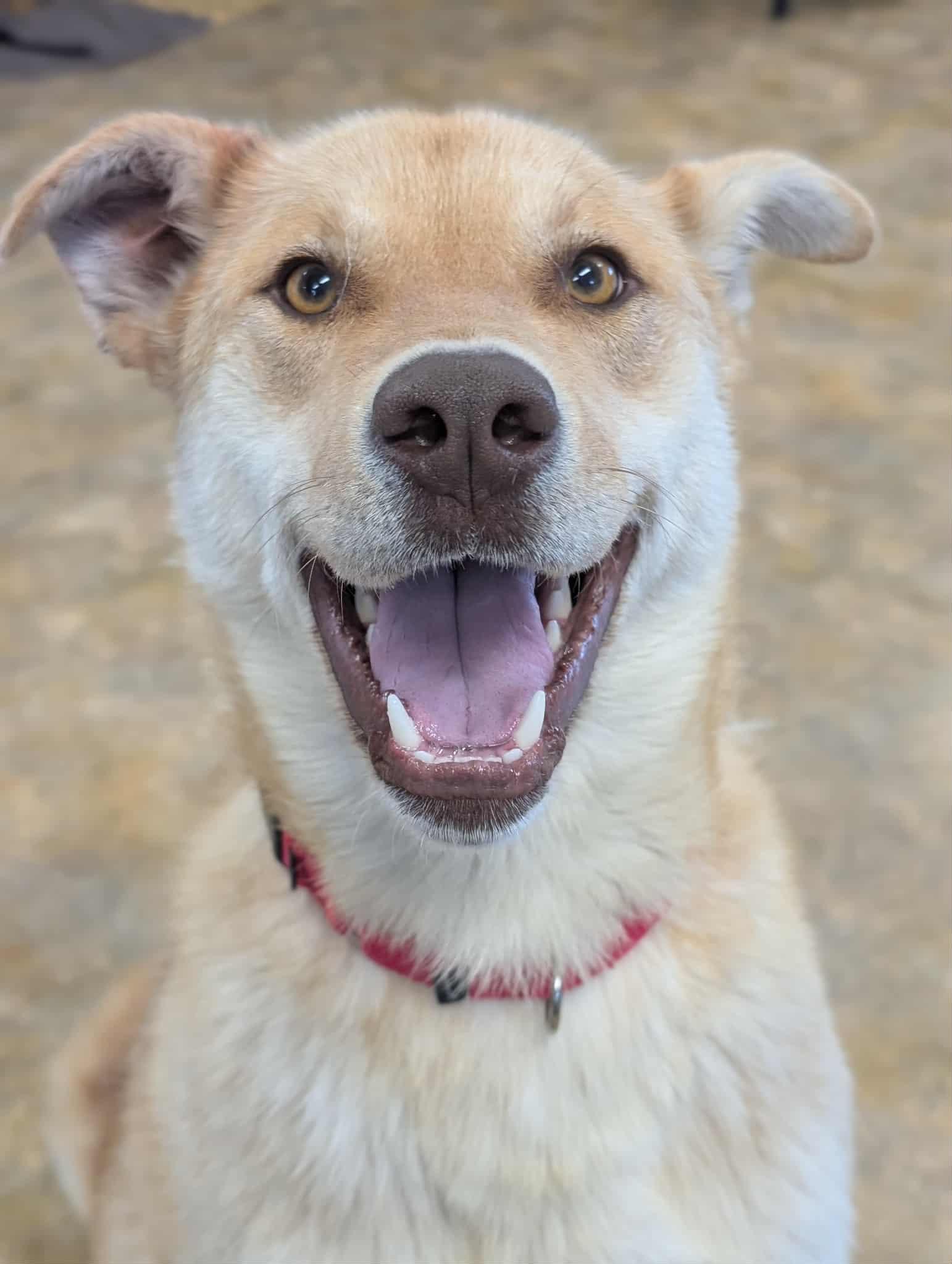 Enlarge Karma, an adopted mixed breed in Bethel, AK image 1/3