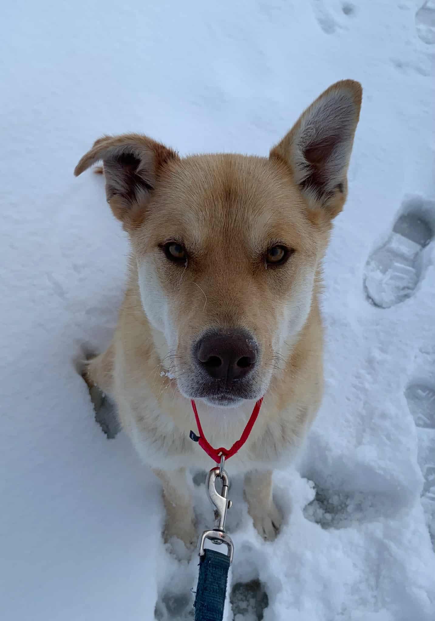 Enlarge Karma, an adopted mixed breed in Bethel, AK image 2/3