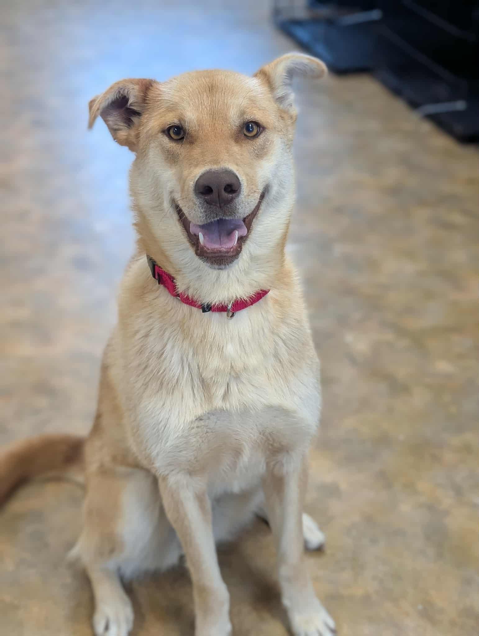Enlarge Karma, an adopted mixed breed in Bethel, AK image 3/3