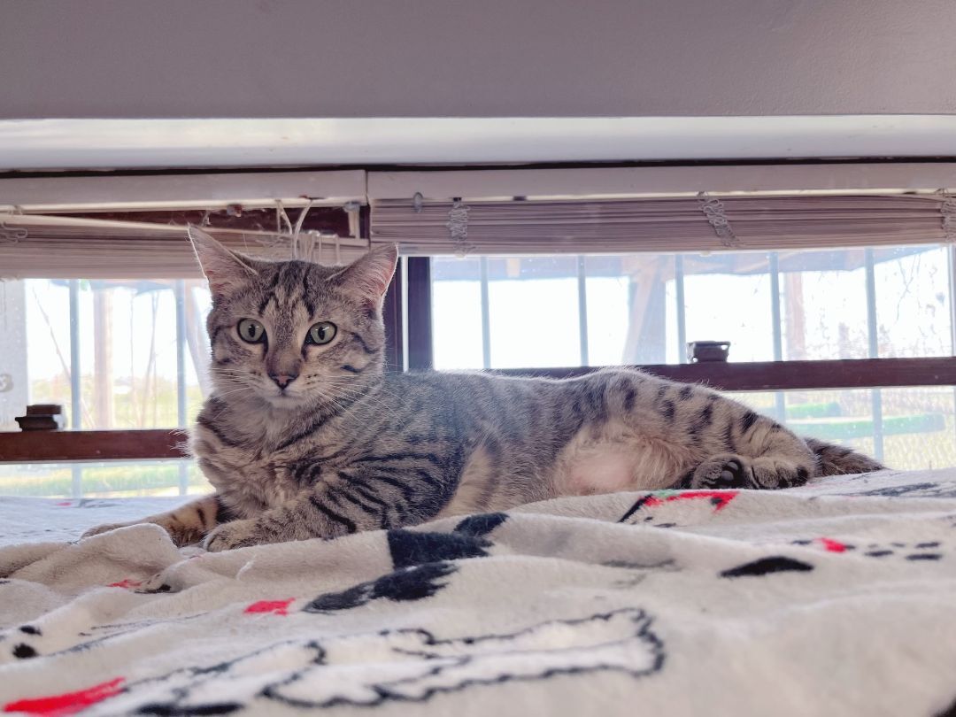 Hermione, Adoptable, Young Female Tabby.