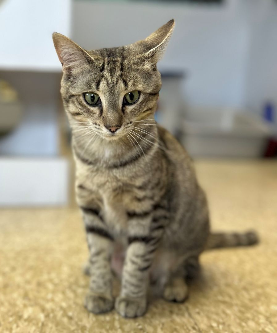 Hermione, a Adoptable Tabby in Columbus, OH image 2/3
