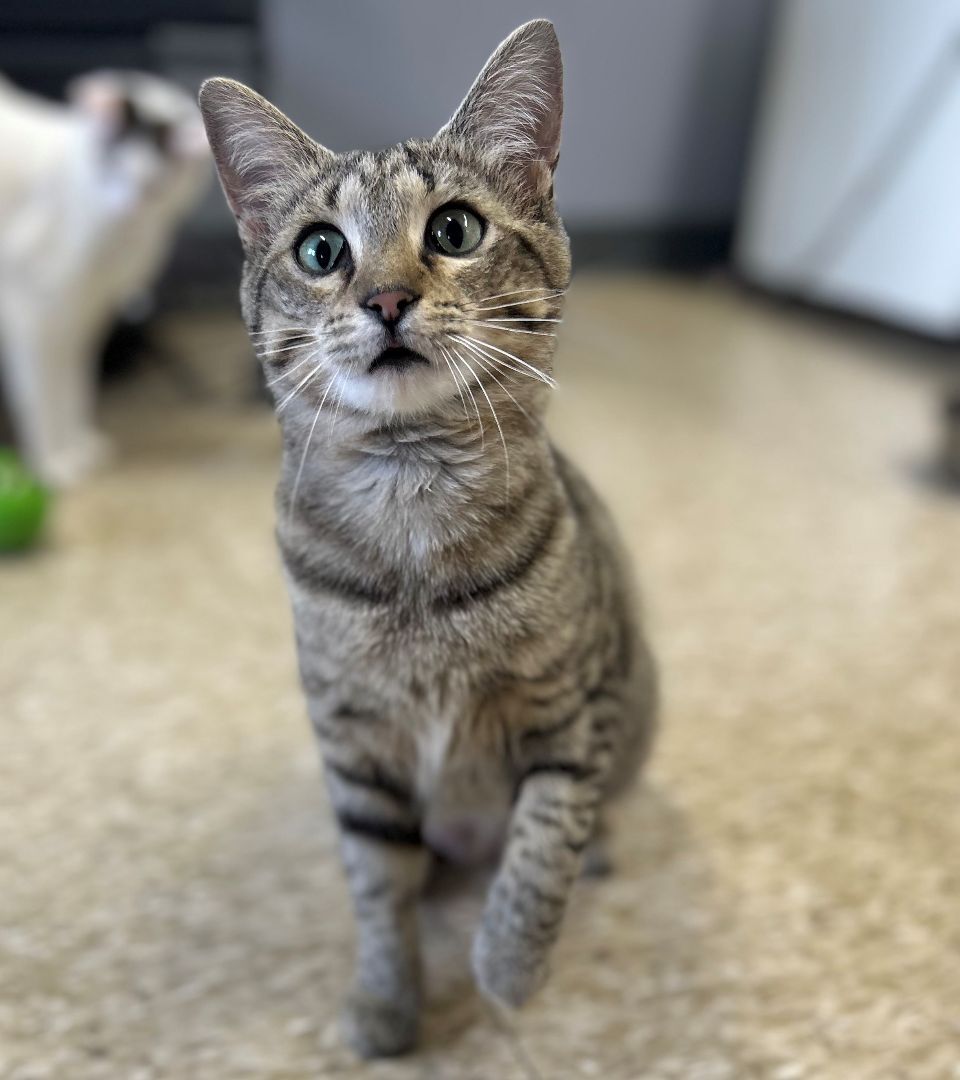 Hermione, a Adoptable Tabby in Columbus, OH image 3/3