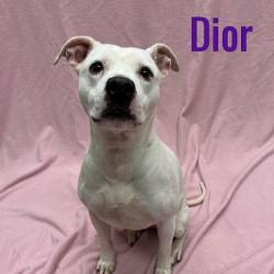 Enlarge Dior, a Adoptable mixed breed in Pleasantville, NJ image 1/1