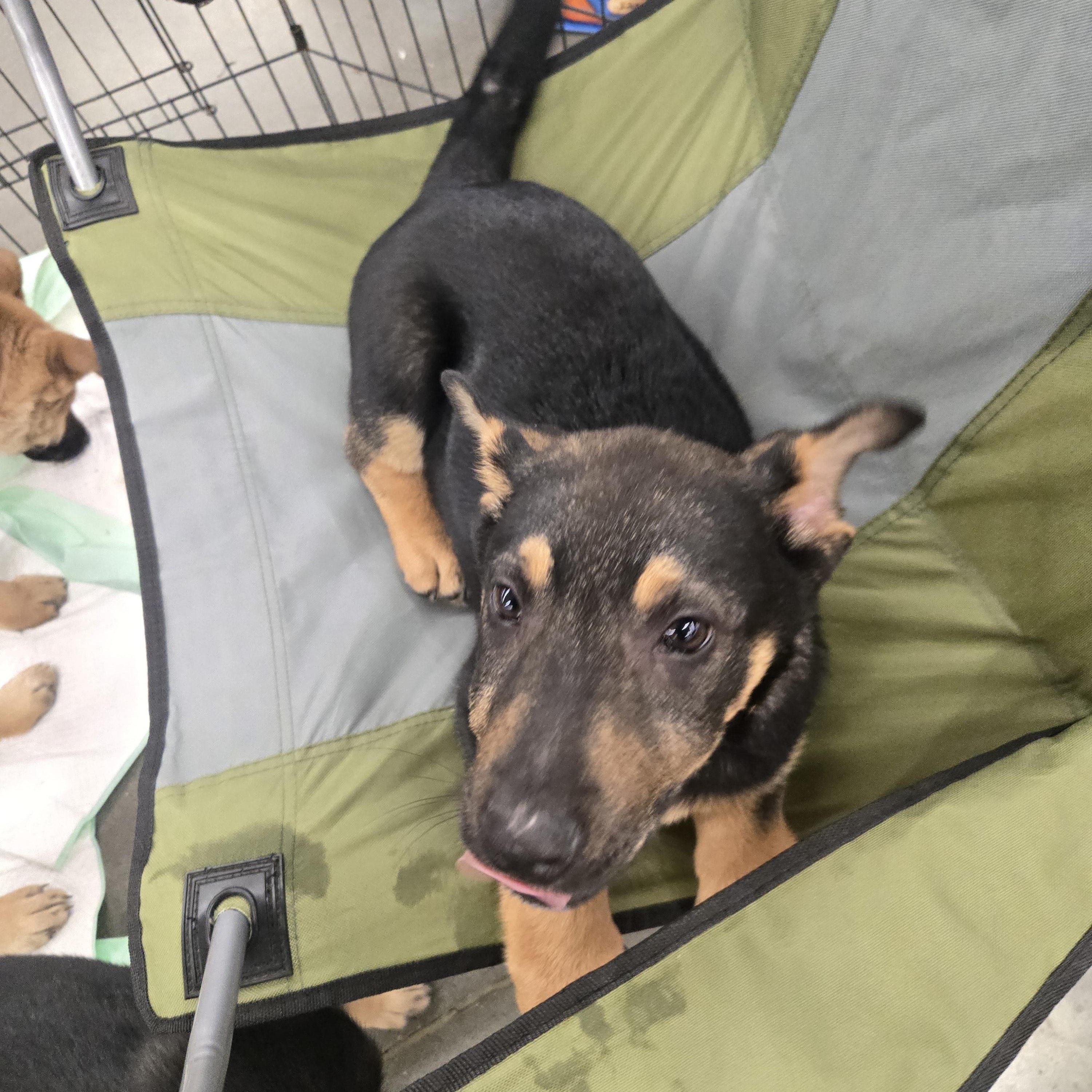 Frank, ADOPTABLE, Young Male Mixed Breed.