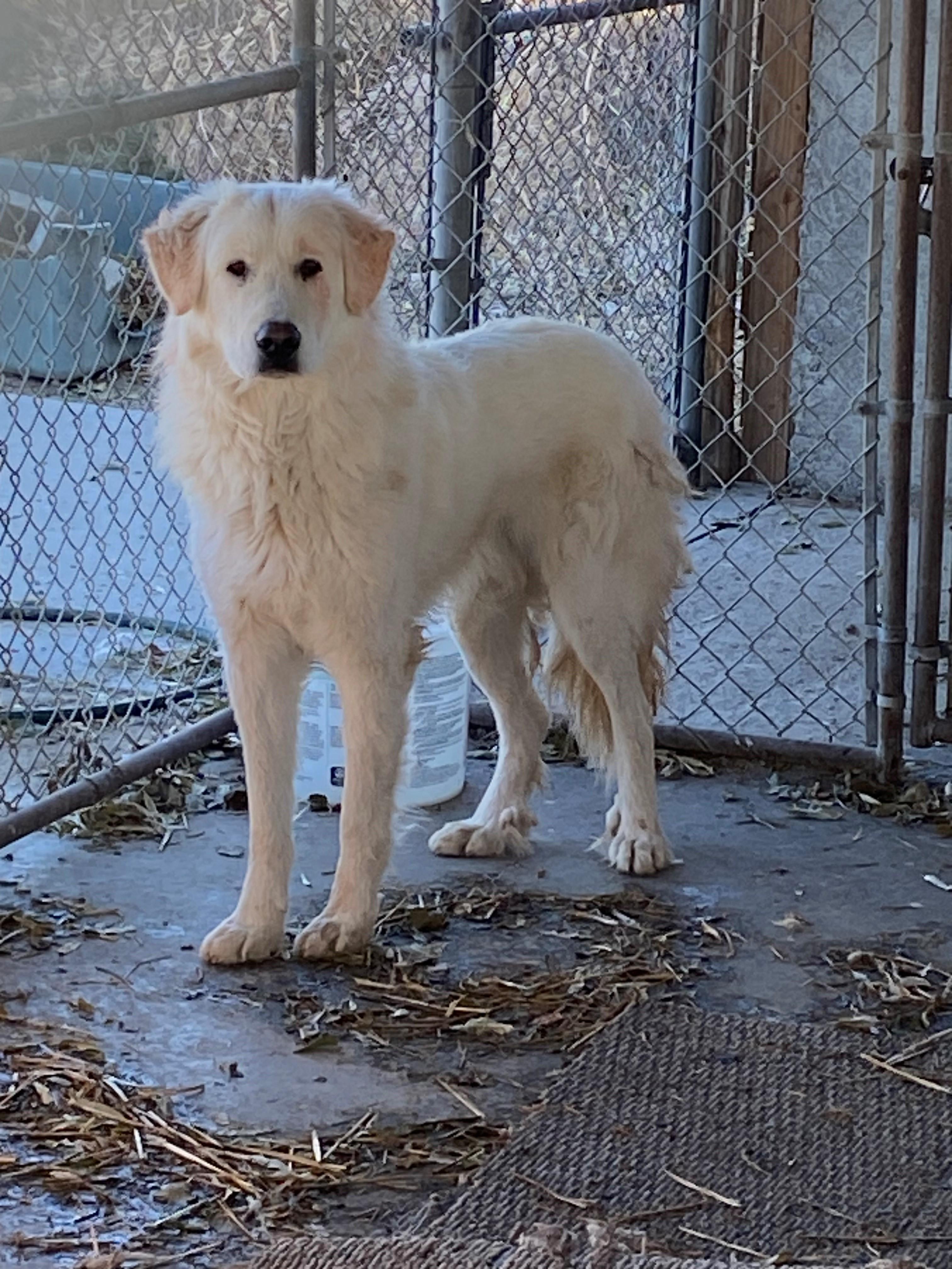 Enlarge Sherman (Teddy), a Adoptable Great Pyrenees in Lovelock, NV image 5/6