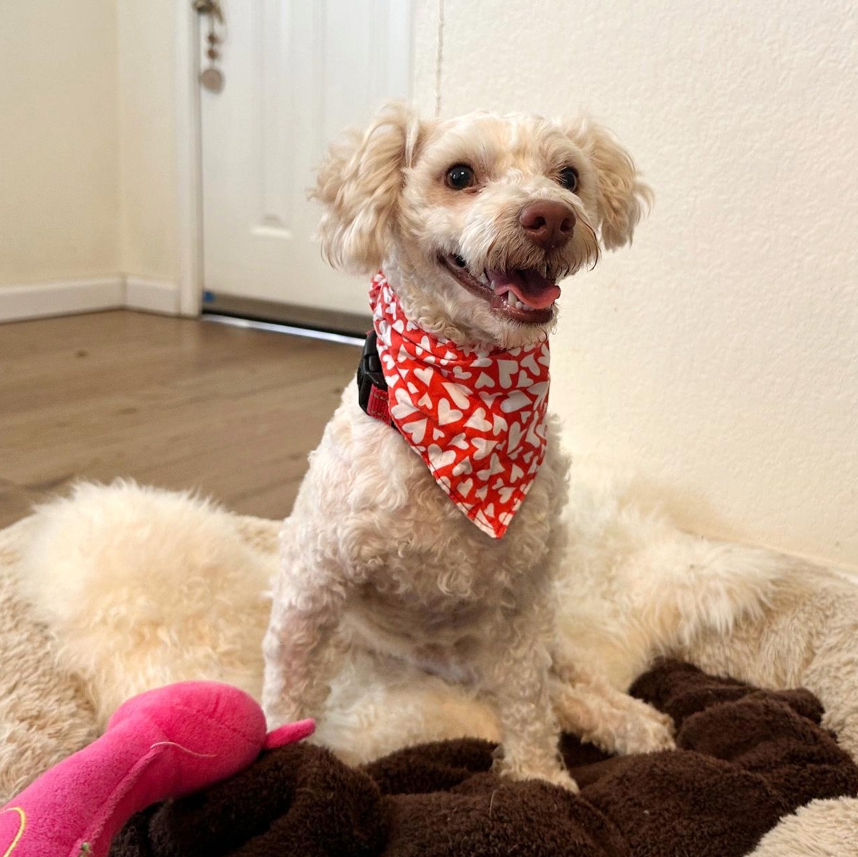 Enlarge Miklo, a Adoptable mixed breed in Des Moines, IA image 4/6