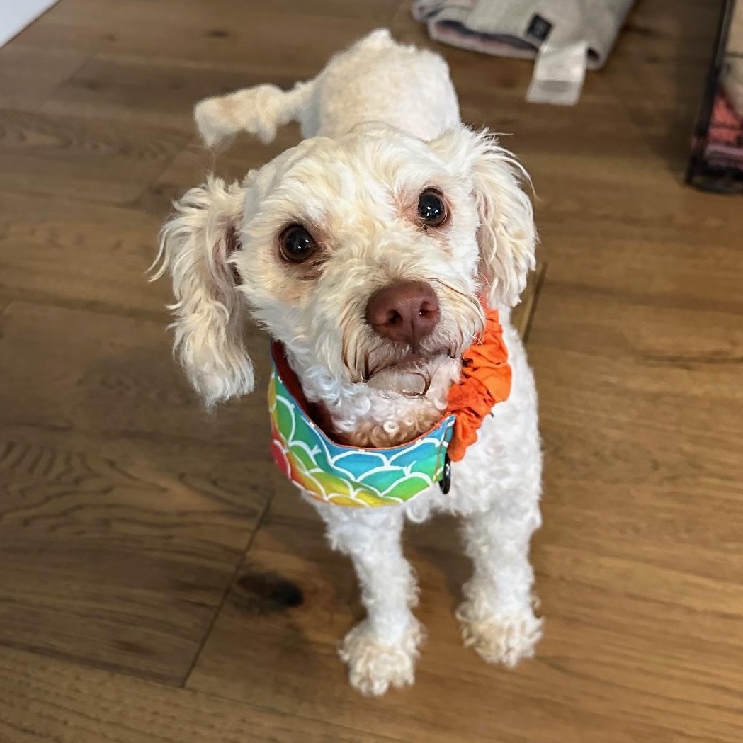 Enlarge Miklo, a Adoptable mixed breed in Des Moines, IA image 6/6