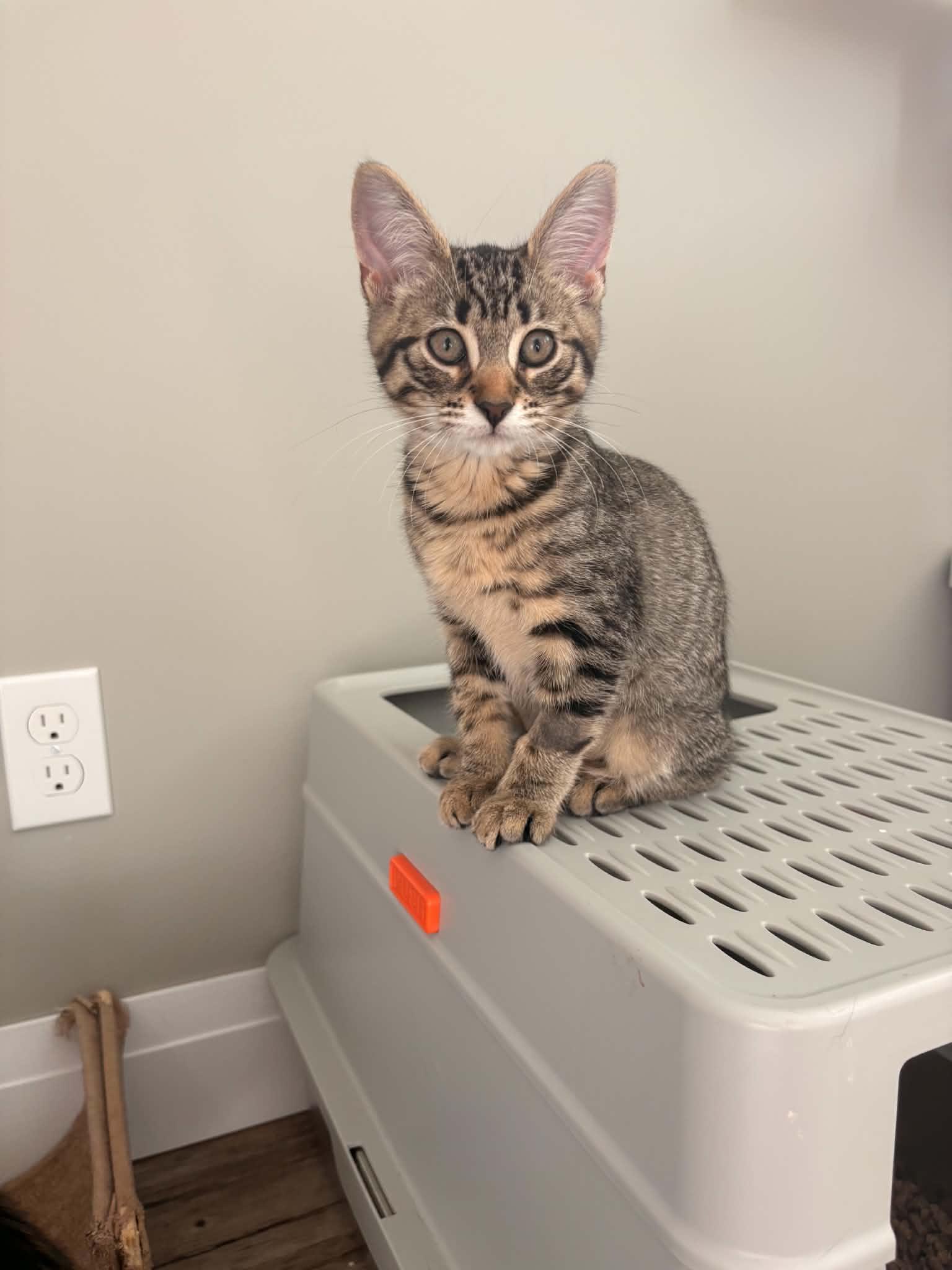 Enlarge Rumchata (Rummy), a ADOPTABLE Domestic Short Hair in Shakespeare, ON image 3/6