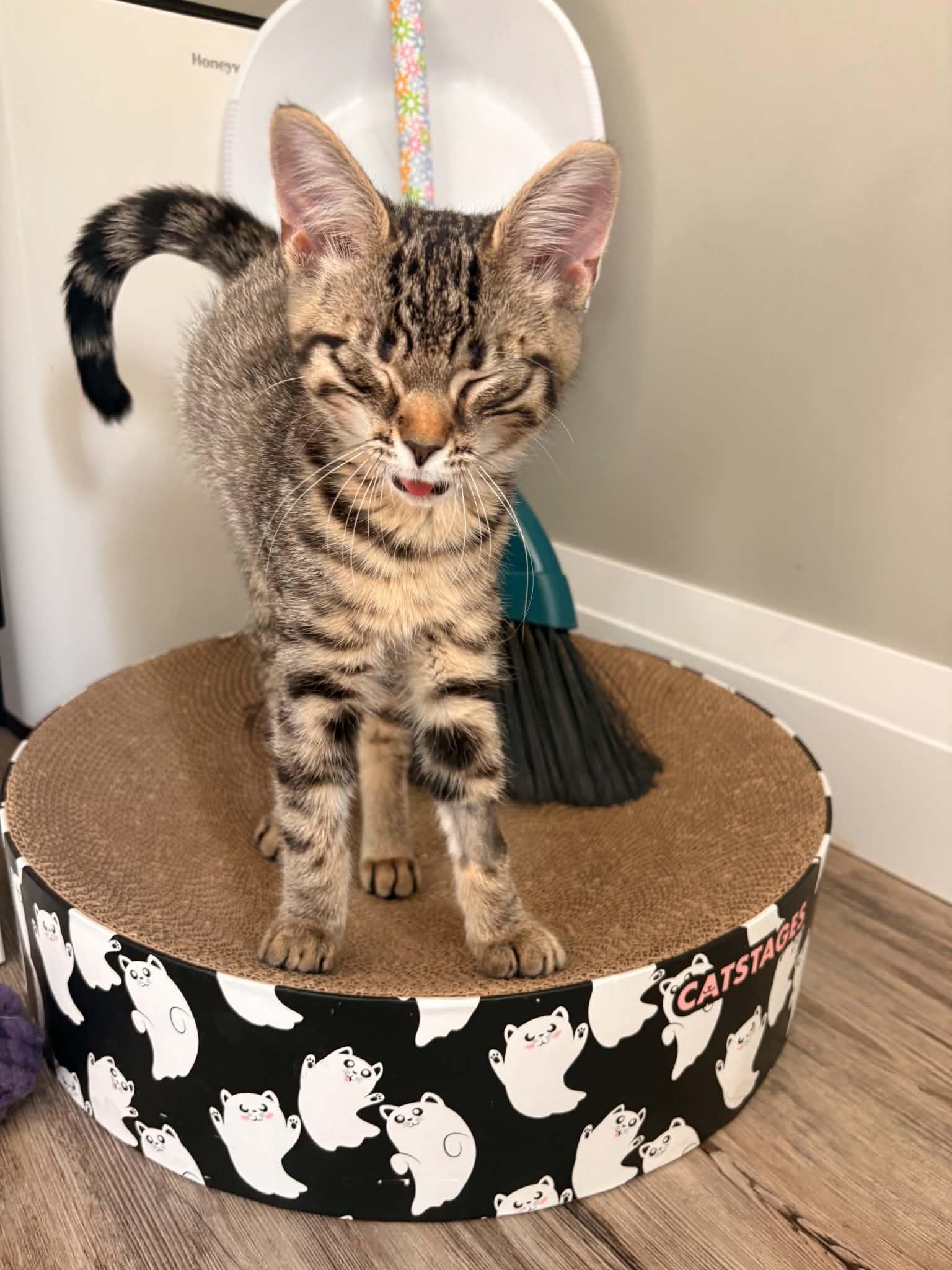 Rumchata (Rummy), ADOPTABLE, Kitten Female Domestic Short Hair.