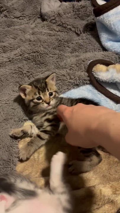 Enlarge Rumchata (Rummy), a ADOPTABLE Domestic Short Hair in Shakespeare, ON video 5/6