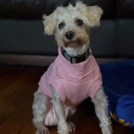 Miss Bianca, a Adoptable mixed breed in Des Moines, IA image 1/3