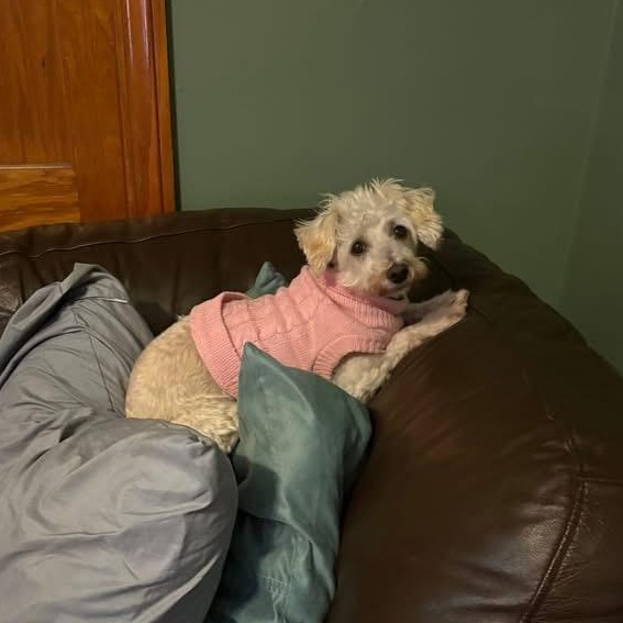 Enlarge Miss Bianca, an adopted mixed breed in Des Moines, IA image 5/5