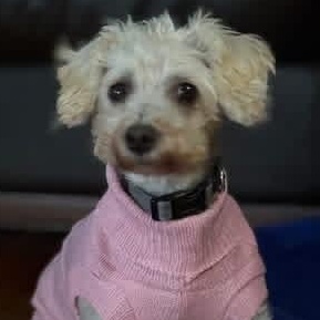 Miss Bianca thumbnail 4