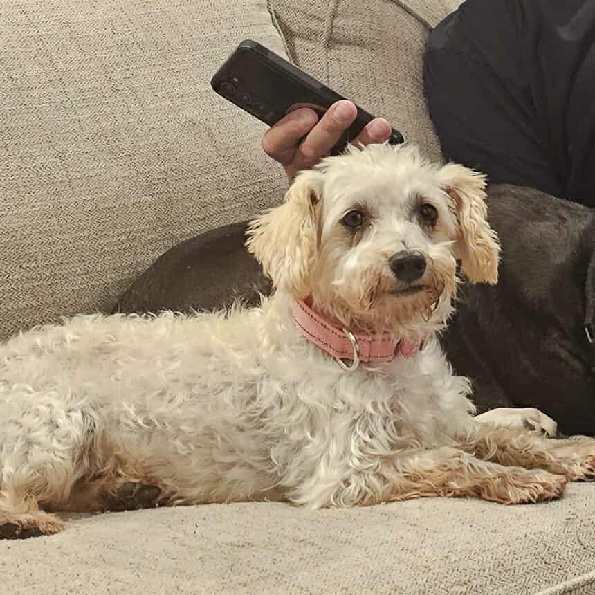 Miss Bianca, Adoptable, Adult Female Cavalier King Charles Spaniel & Bichon Frise.