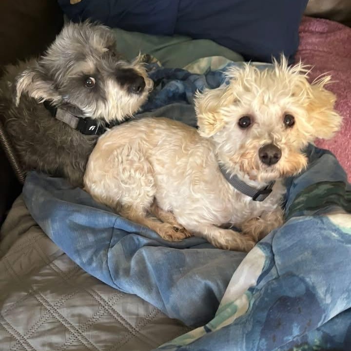 Miss Bianca, Adoptable, Adult Female Cavalier King Charles Spaniel & Bichon Frise.