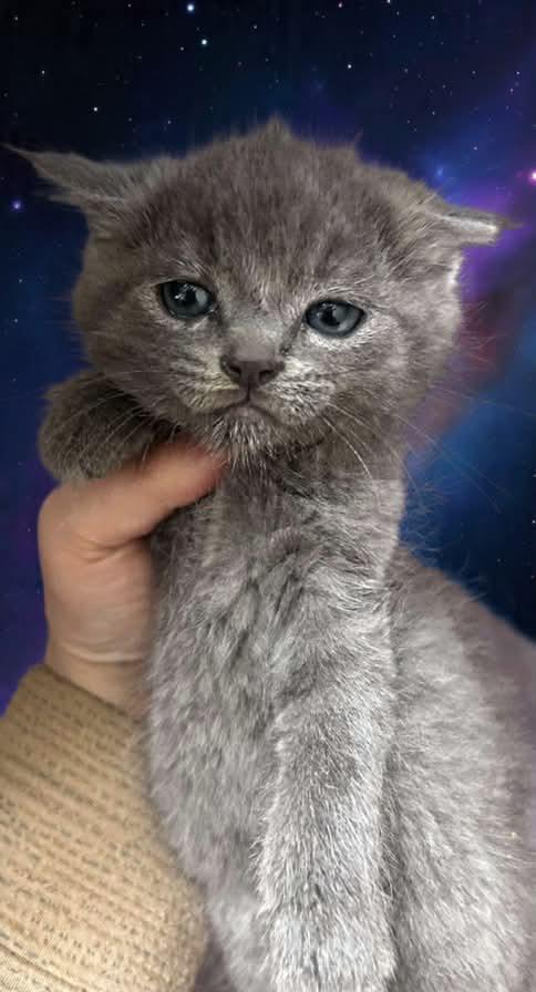 Enlarge Yoda, an adopted mixed breed in Greensboro, NC image 2/5