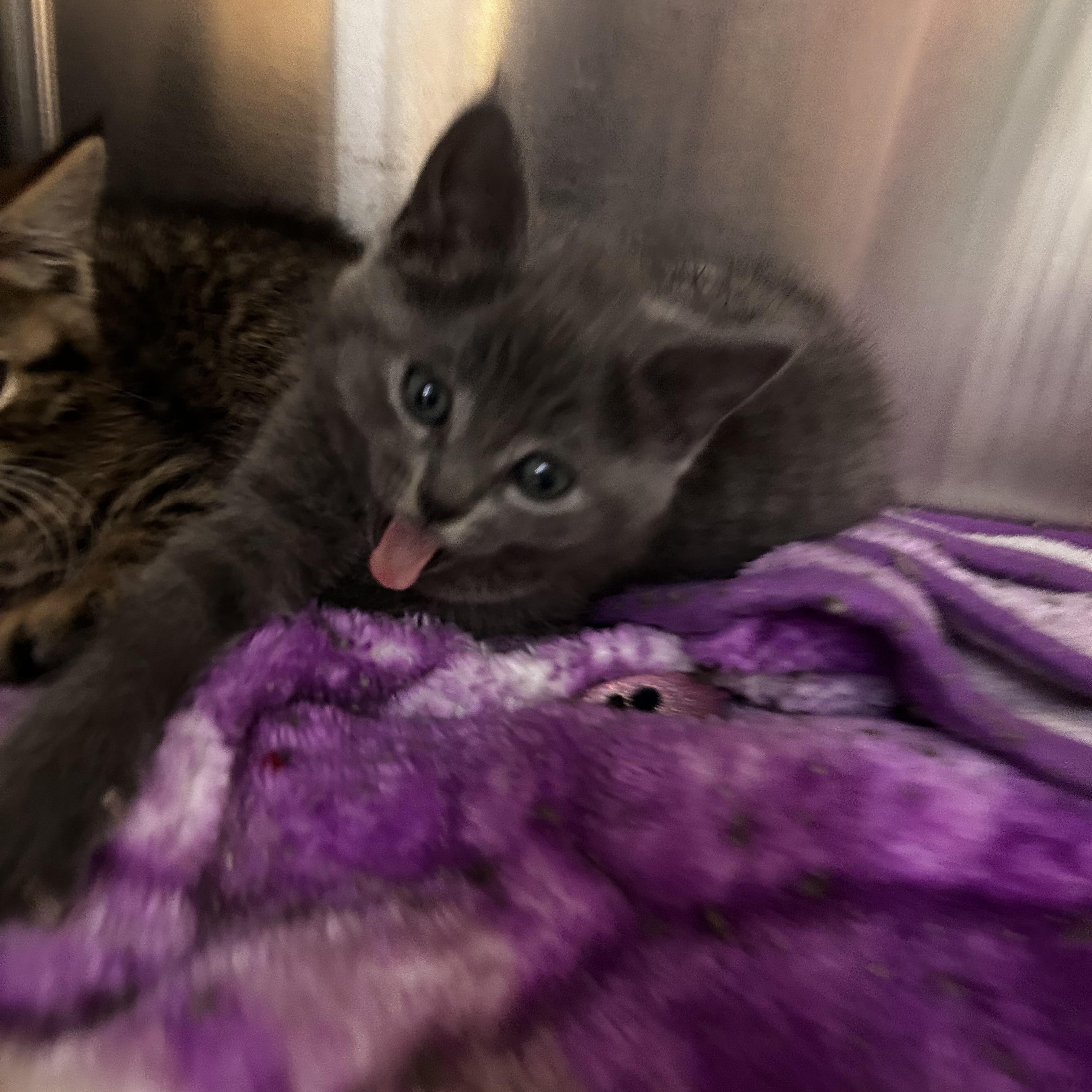 Enlarge Yoda, an adopted mixed breed in Greensboro, NC image 3/5