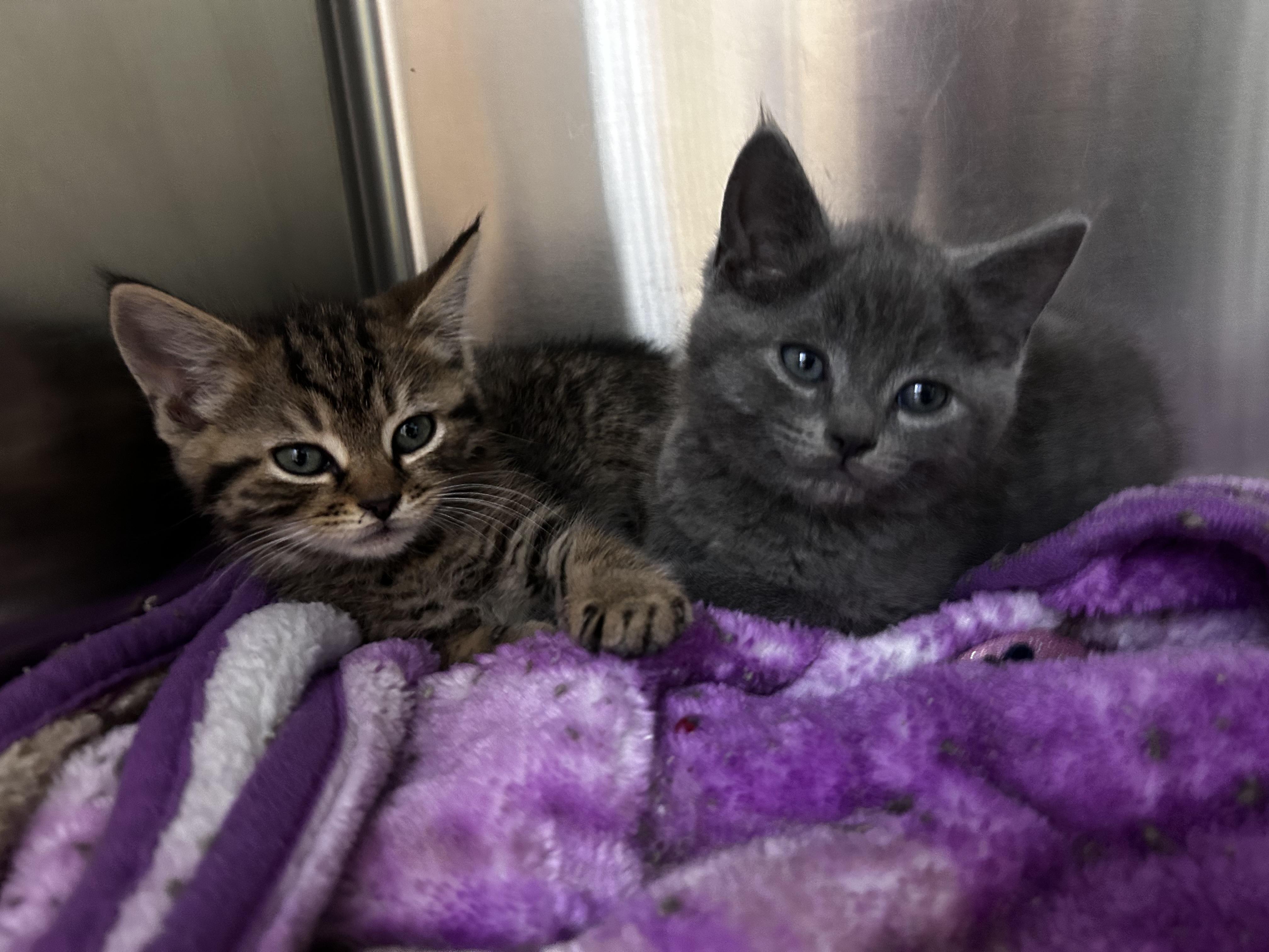 Enlarge Yoda, an adopted mixed breed in Greensboro, NC image 4/5