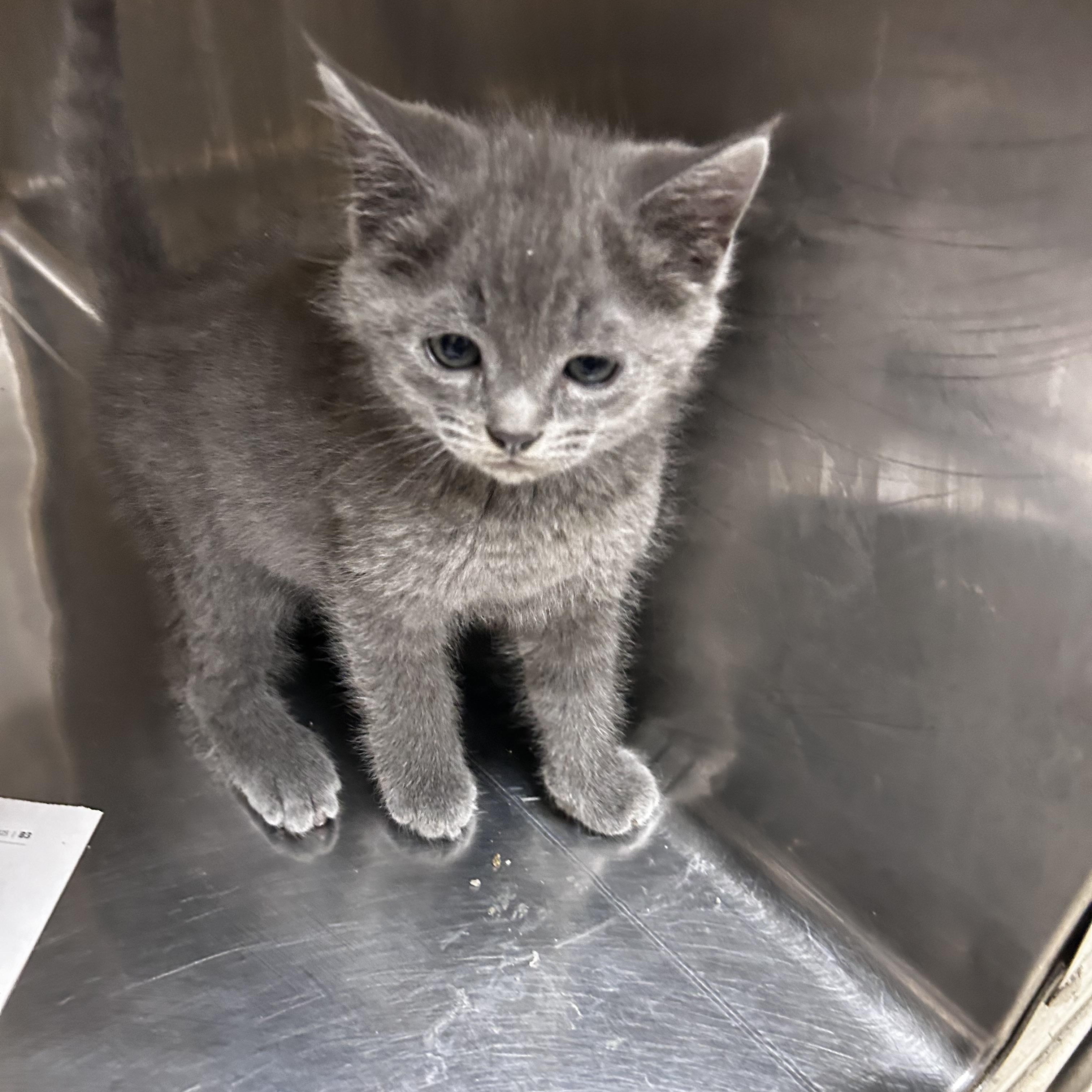 Enlarge Yoda, an adopted mixed breed in Greensboro, NC image 5/5