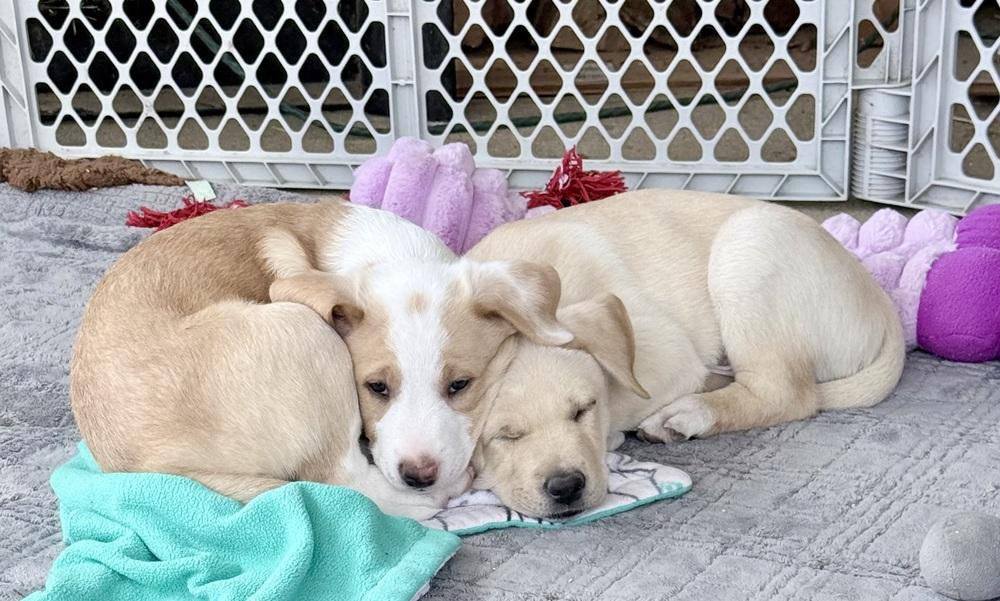 Einstein, a Adoptable mixed breed in Wildomar, CA image 2/3