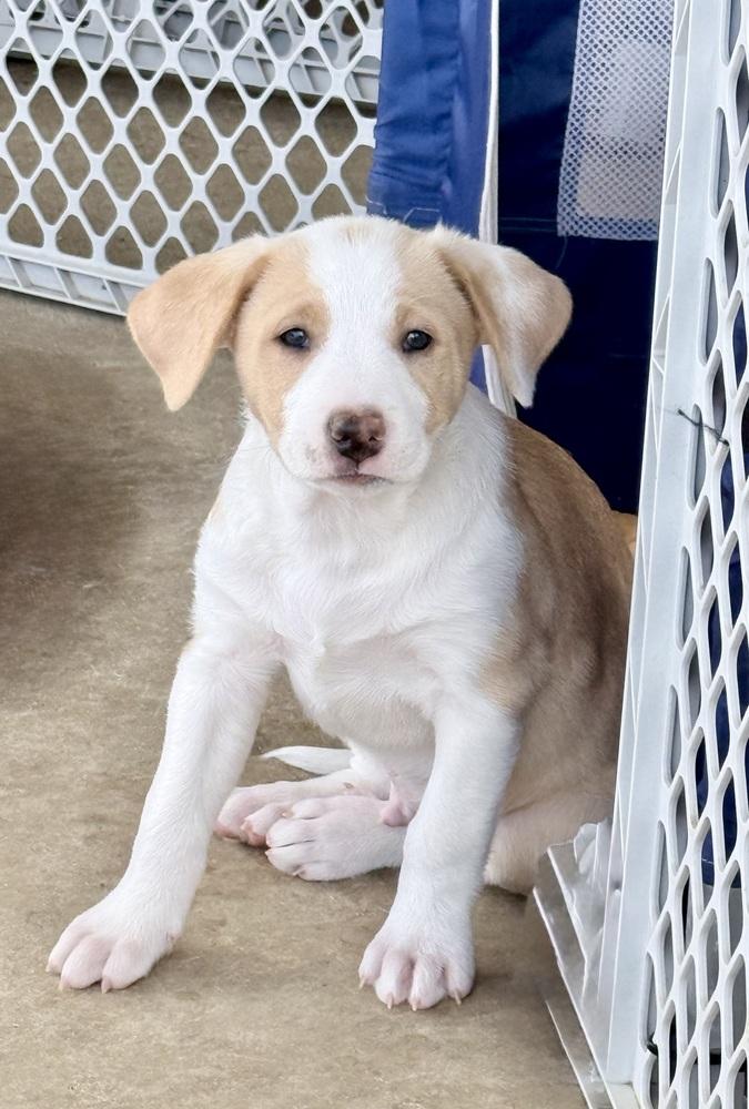 Einstein, a Adoptable mixed breed in Wildomar, CA image 3/3