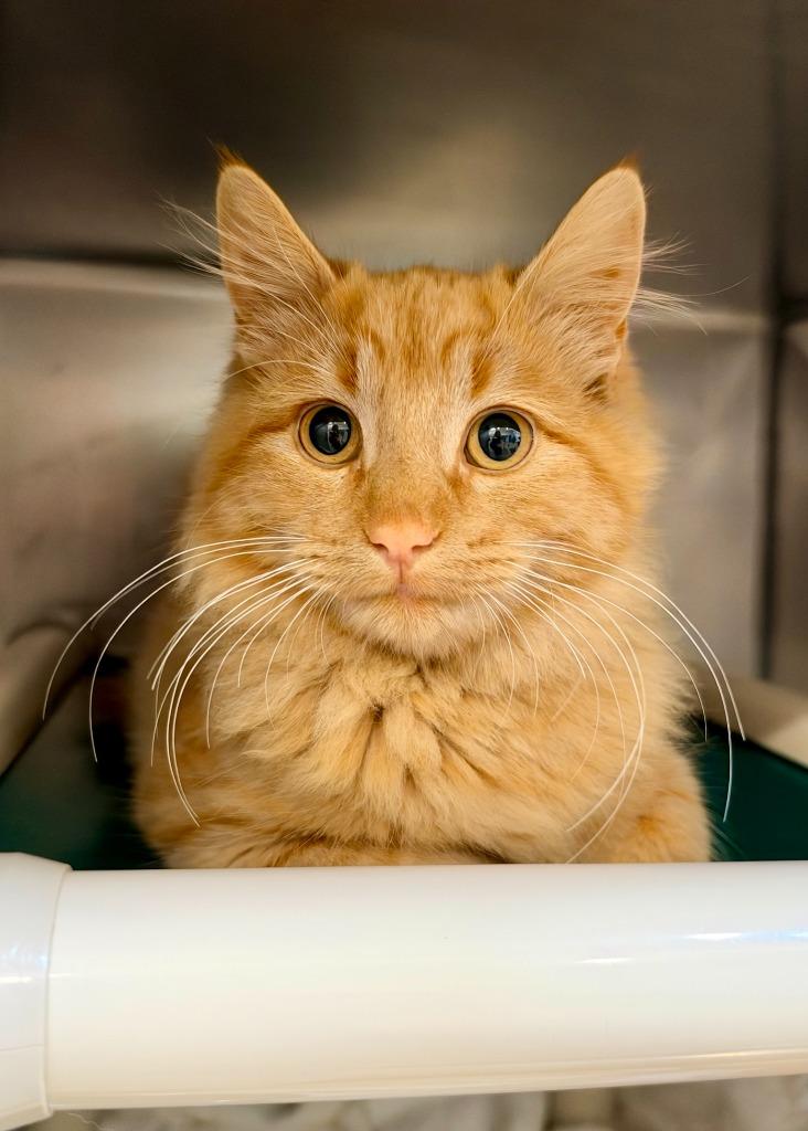 Ludo, Adoptable, Kitten Male Domestic Medium Hair.