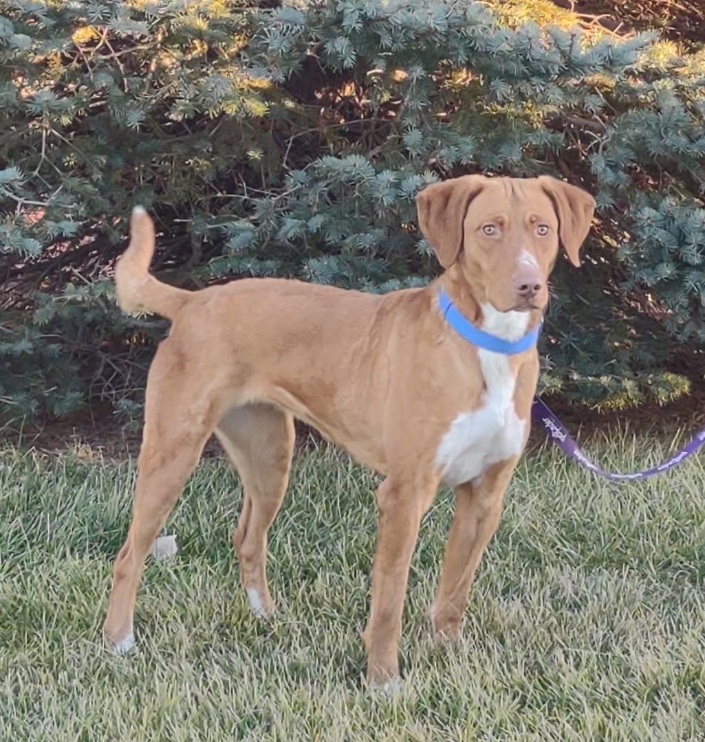 Daisy, a Adoptable mixed breed in Hastings, NE image 1/8