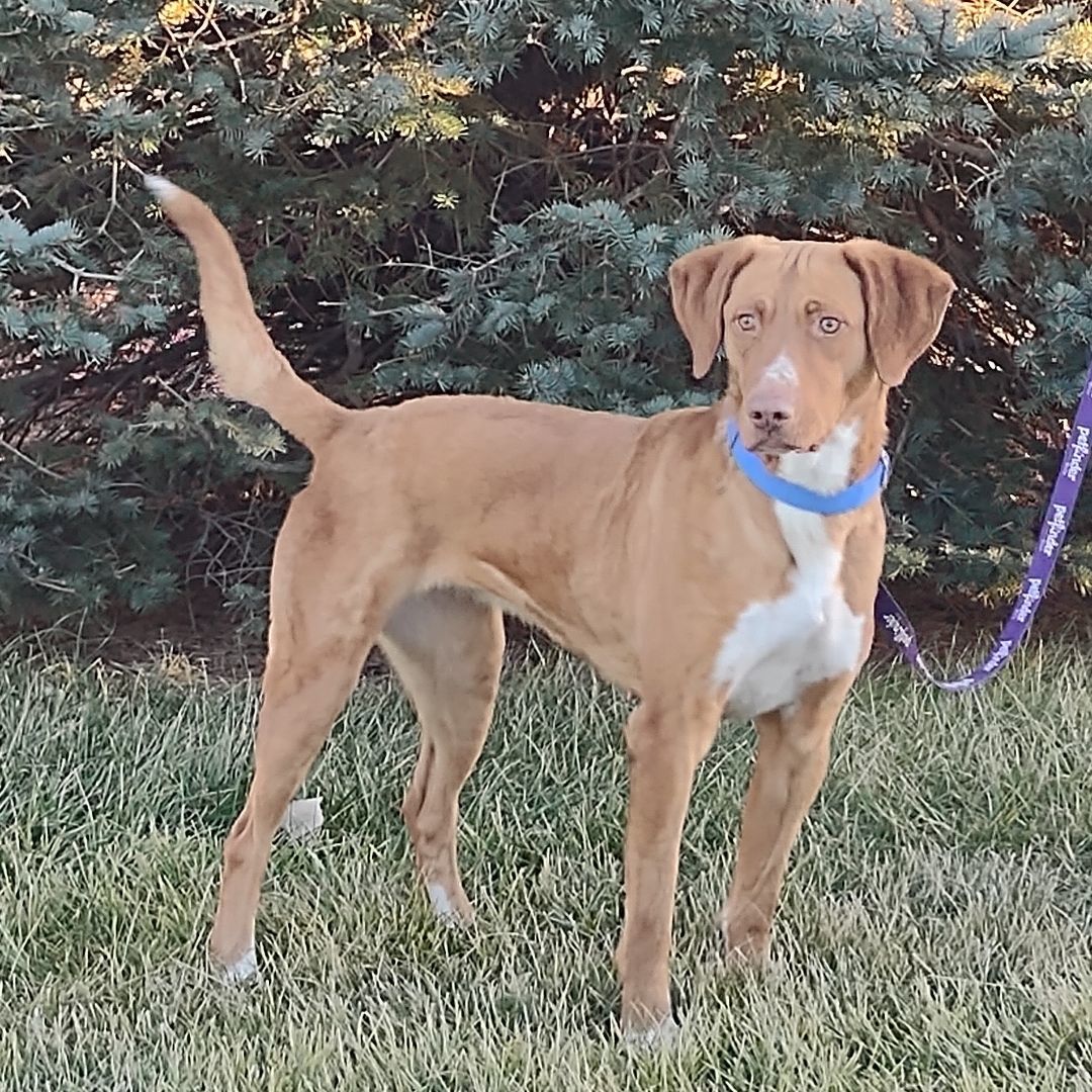Daisy, a Adoptable mixed breed in Hastings, NE image 2/8