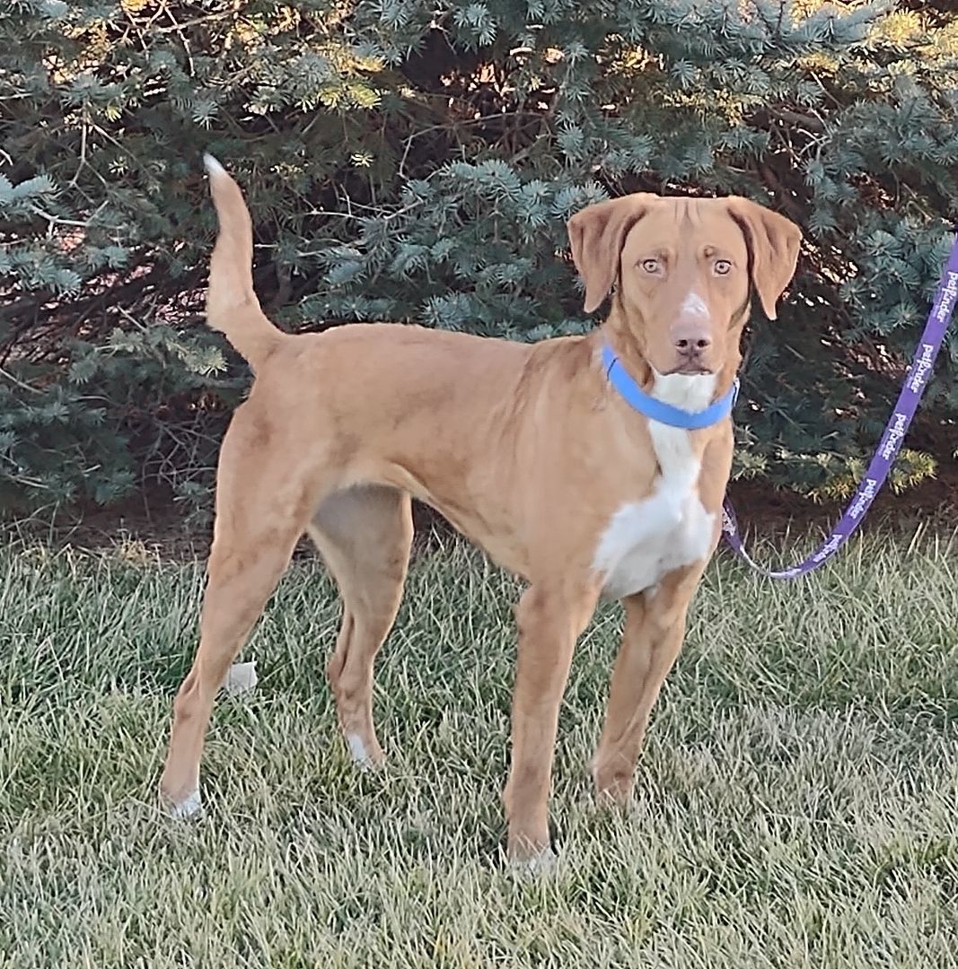 Daisy, a Adoptable mixed breed in Hastings, NE image 3/8