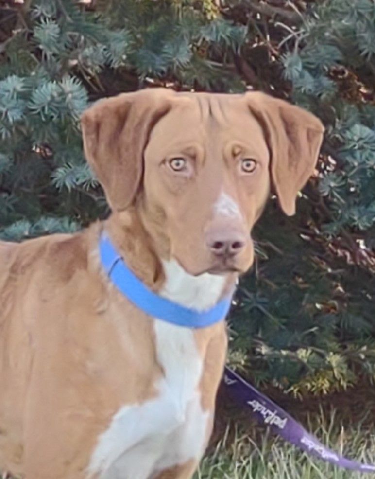 Daisy, a Adoptable mixed breed in Hastings, NE image 4/8