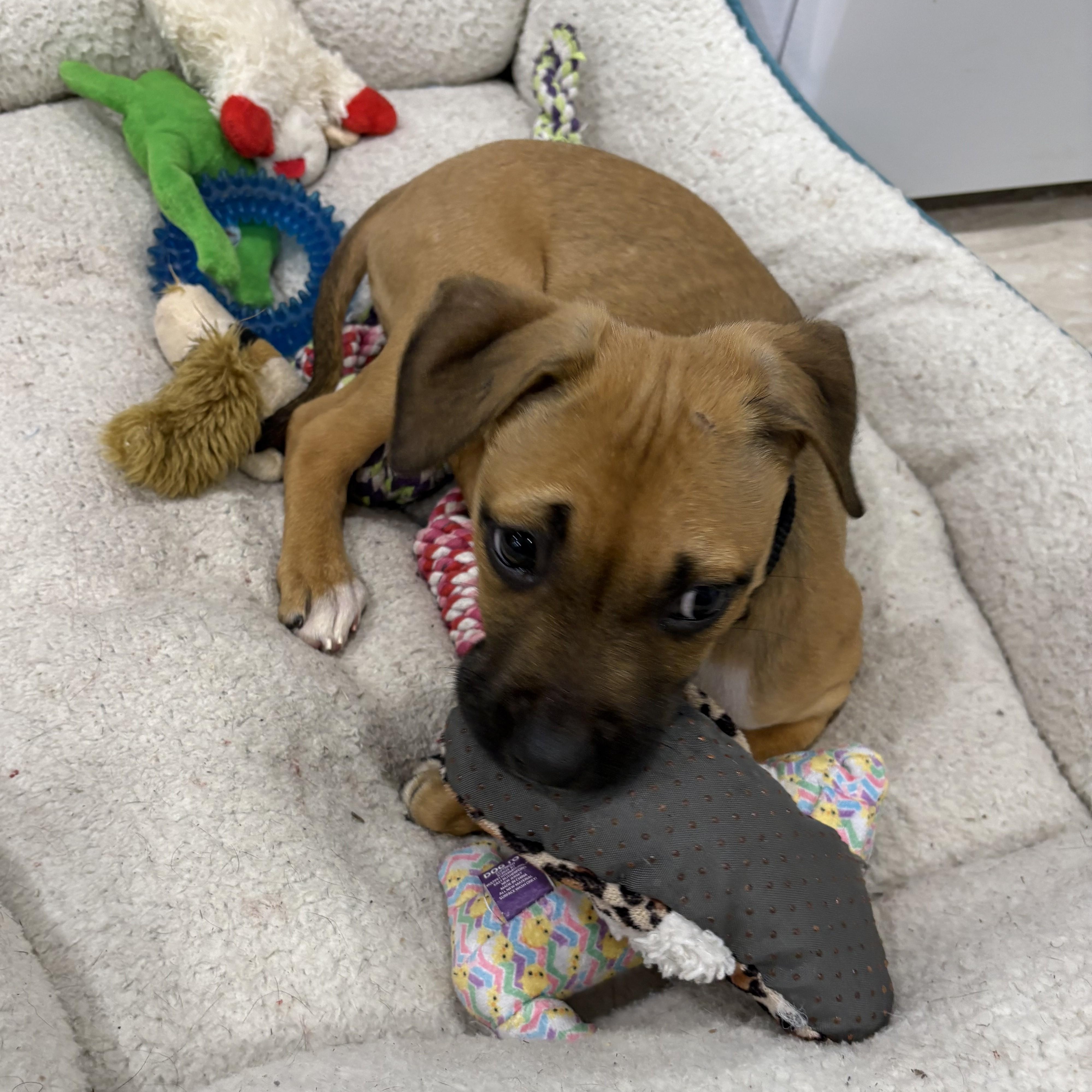 Perri-Winkle, ADOPTABLE, Puppy Female Boxer & Puggle.