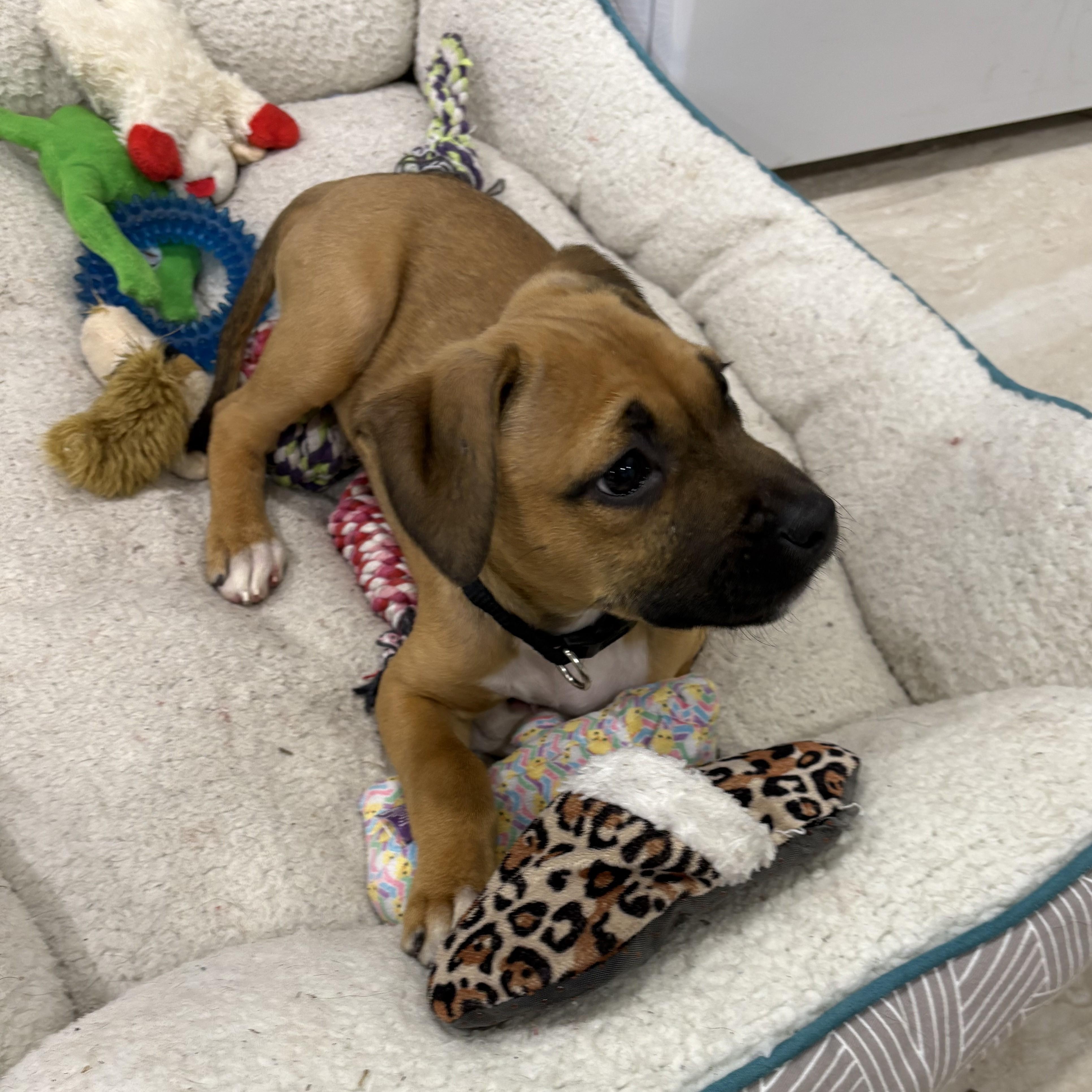 Perriwinkle thumbnail 2